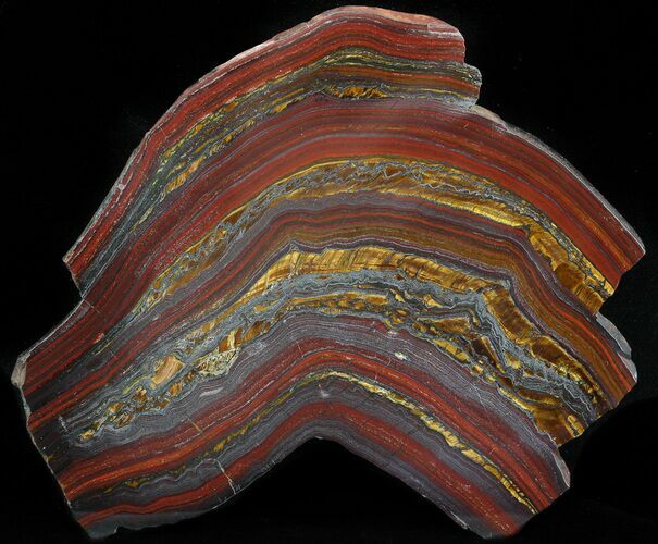 Polished Tiger Iron Stromatolite - ( Billion Years) #42613